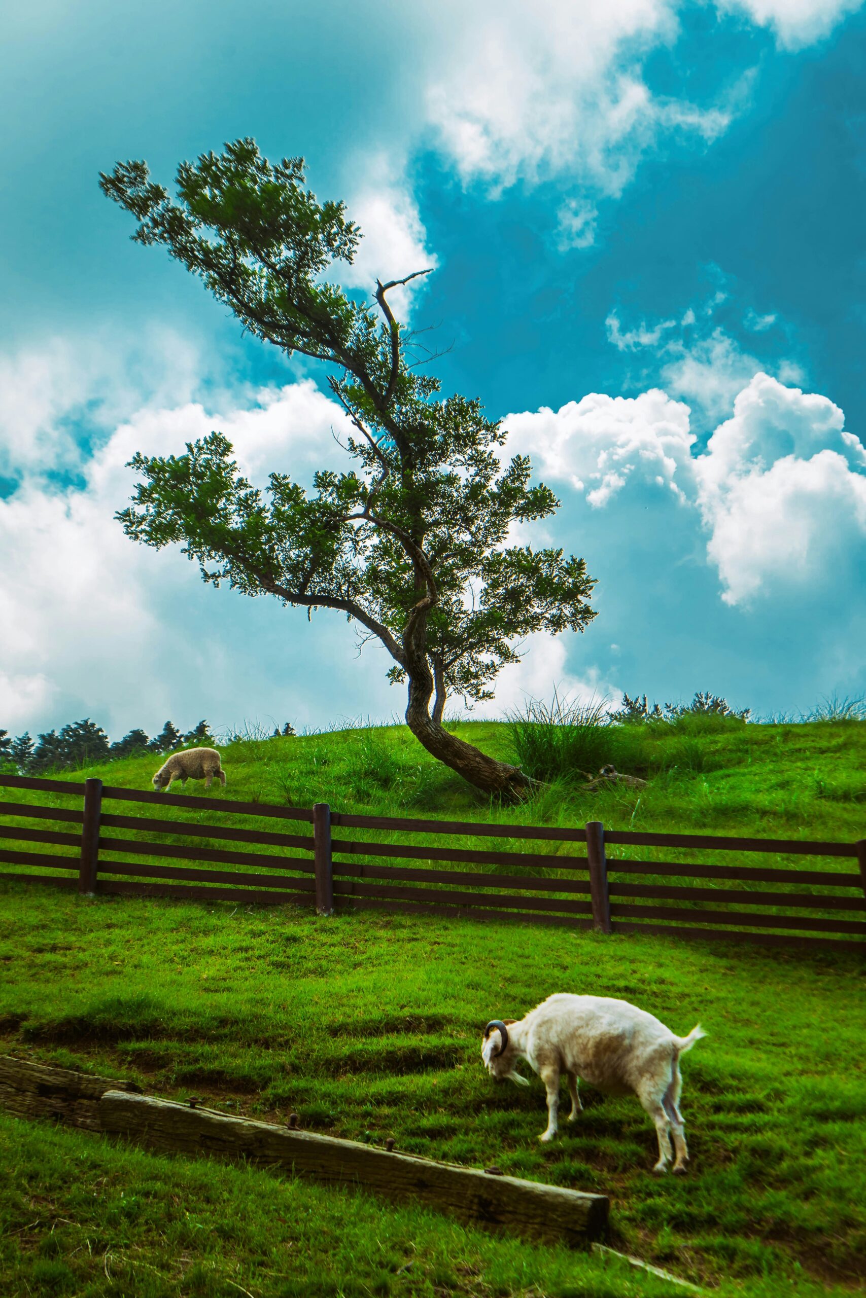 Sheep grazing in pasture with a fence and tree. photo credit richard tao unsplash